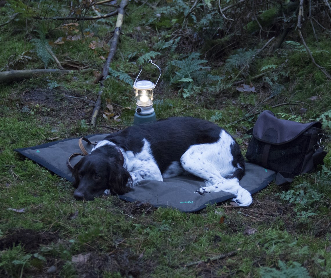 Jagdhund auf Heim Hundedecke