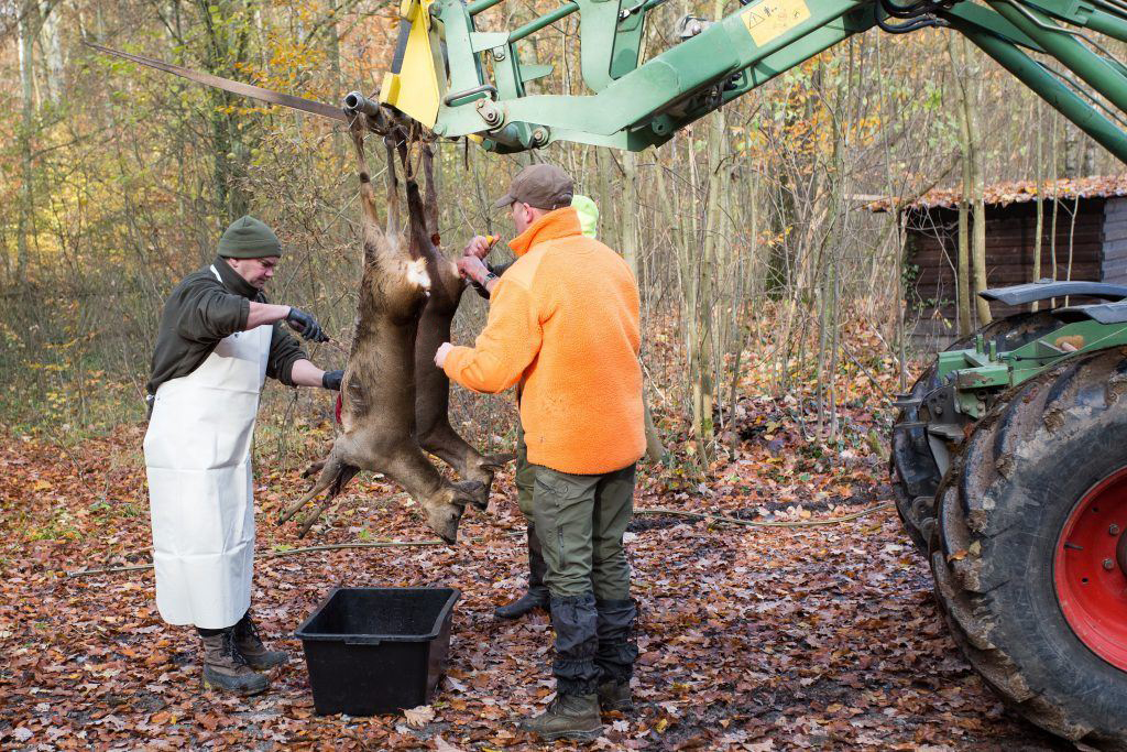 Aufbrechen von Rehwild