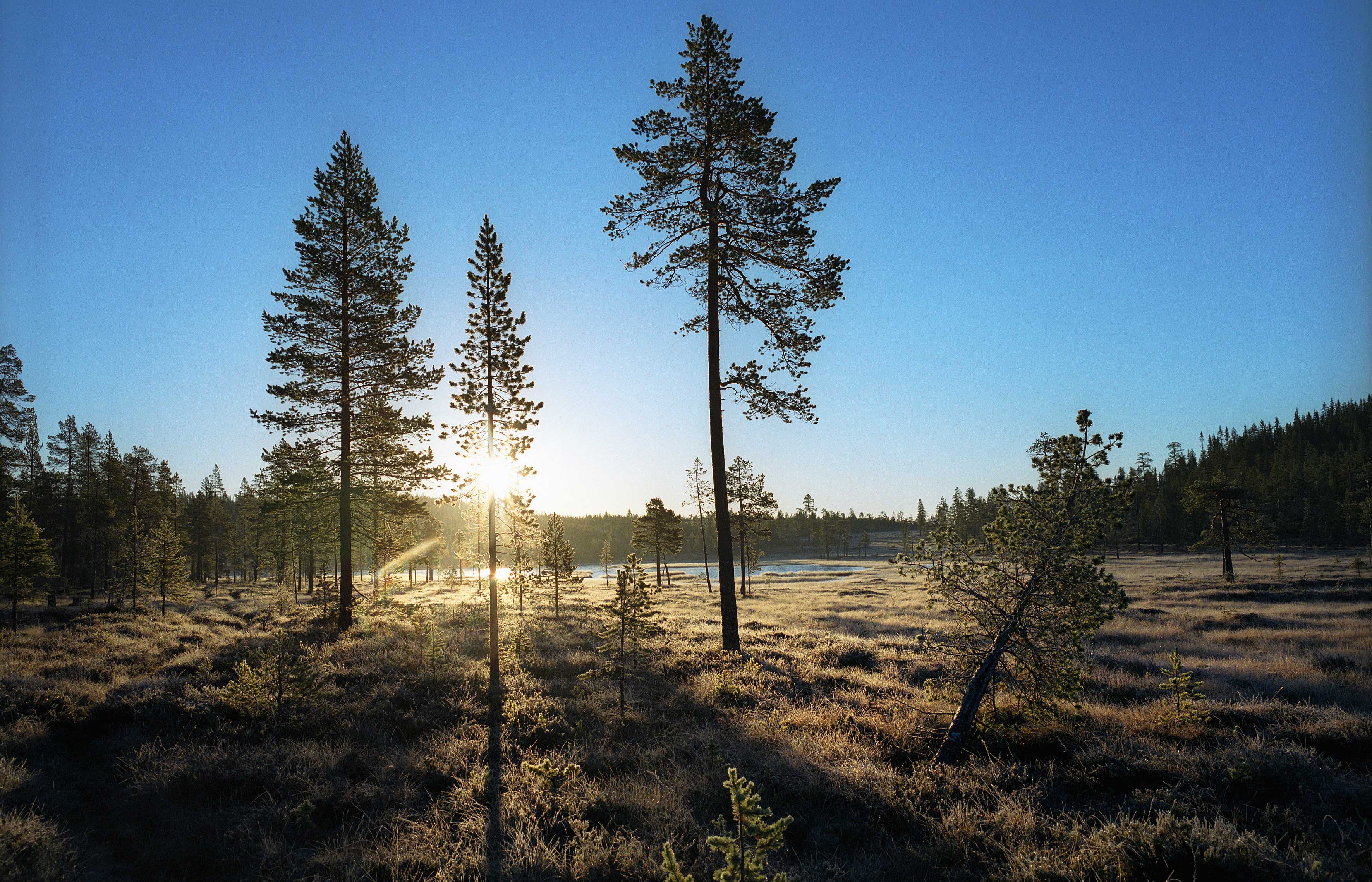 Wald im Gegenlicht