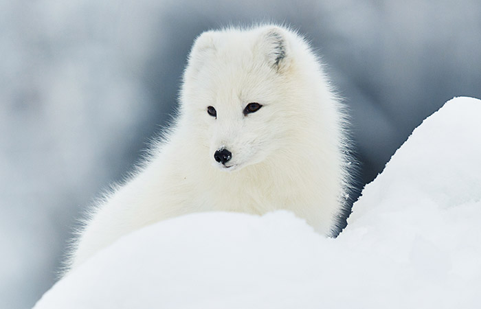 Starker Einsatz für den Polarfuchs