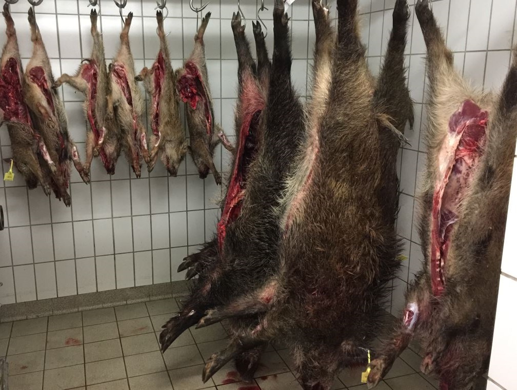 Wildschweine in der Wildkammer