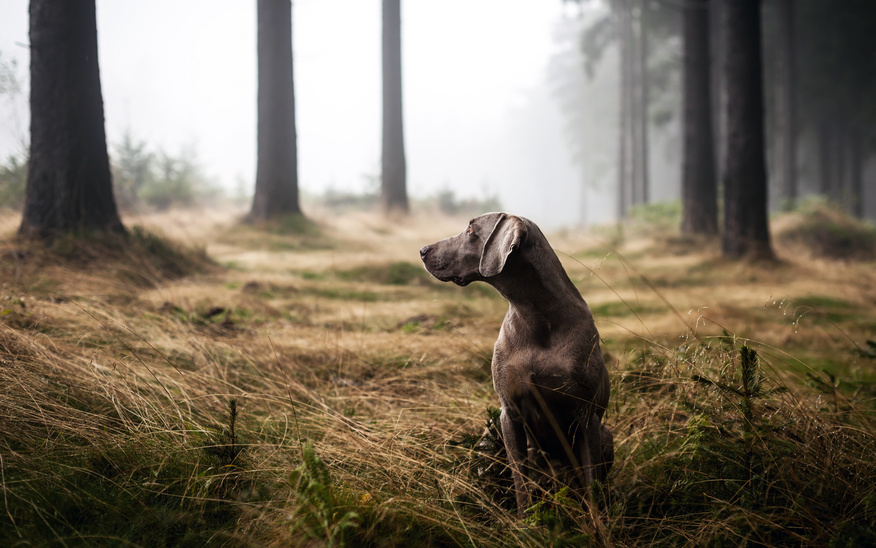 Was tun, wenn der Hund entlaufen ist?