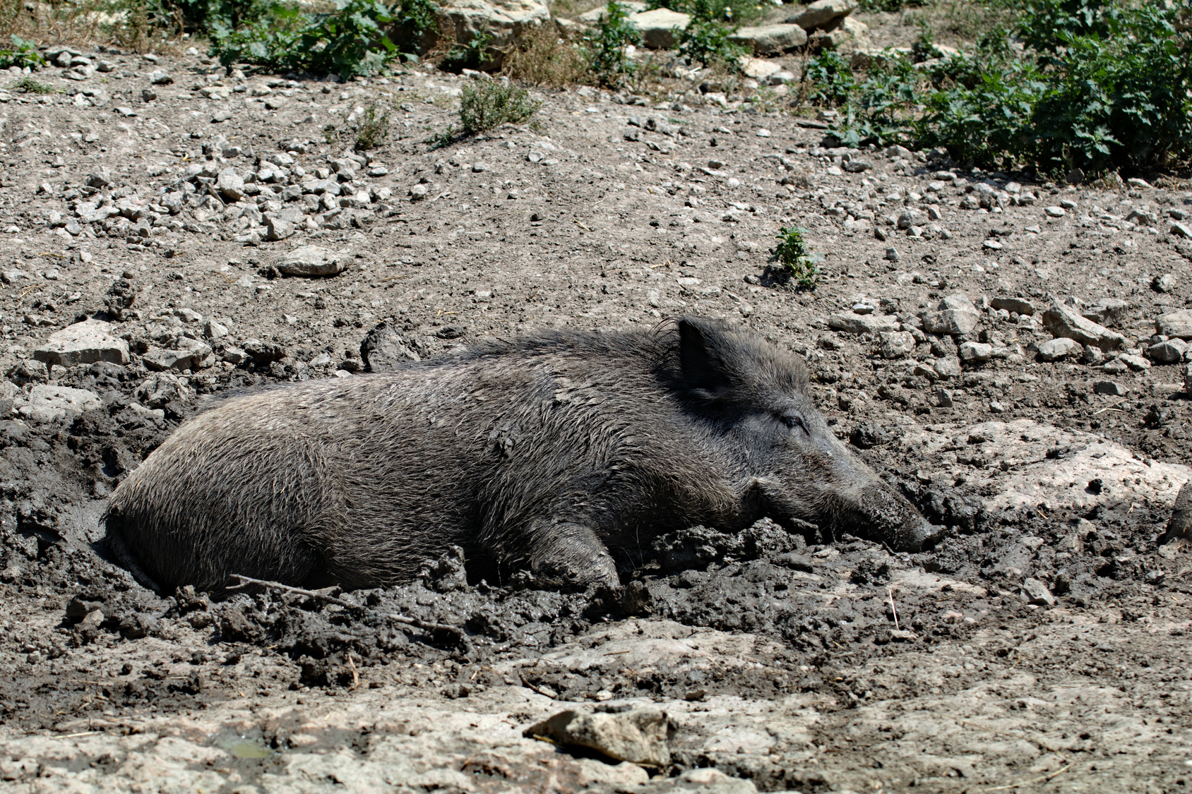 Wildschwein in der Suhle