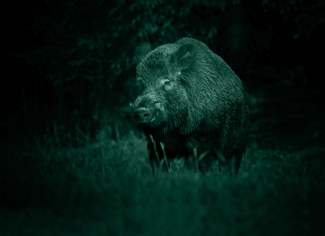 Wildschwein Nachtsicht