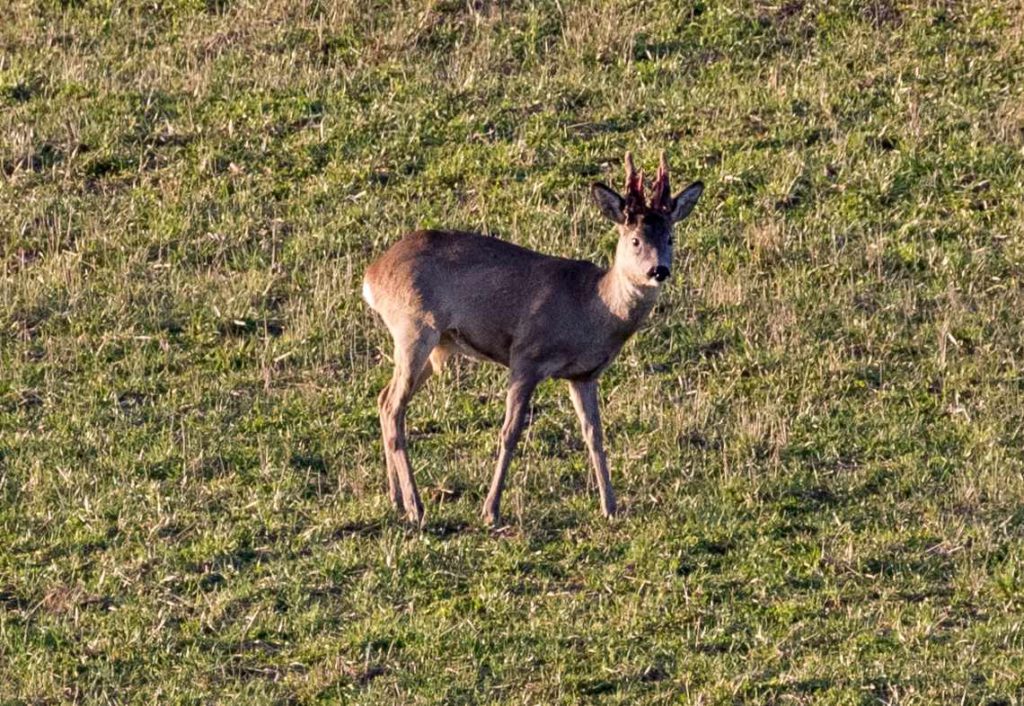 Bock zu Beginn des Fegens