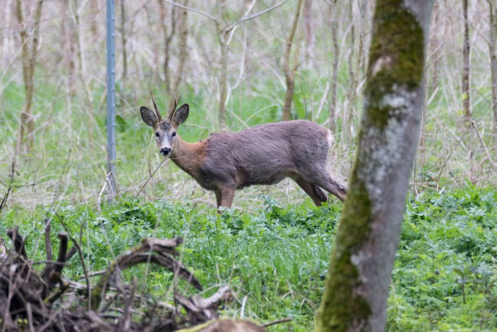 Alter Rehbock im Fellwechsel