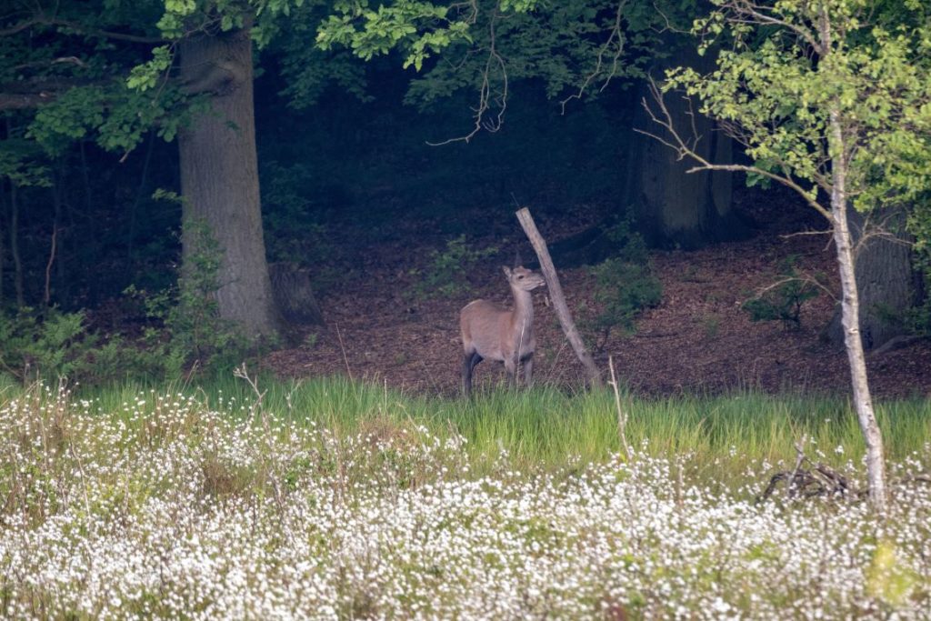 Rotwild an der Salzlecke