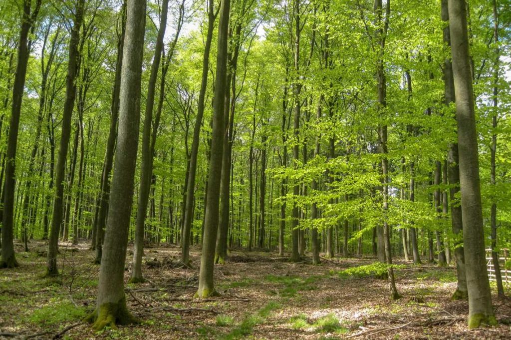 Buchenwald im Frühjahr