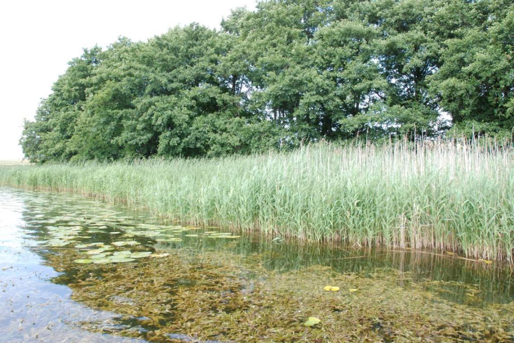 Schilfgürtel und Verlandungszone als wichtige Ruhezone für Wasserwild (©C.Martin/piclease)