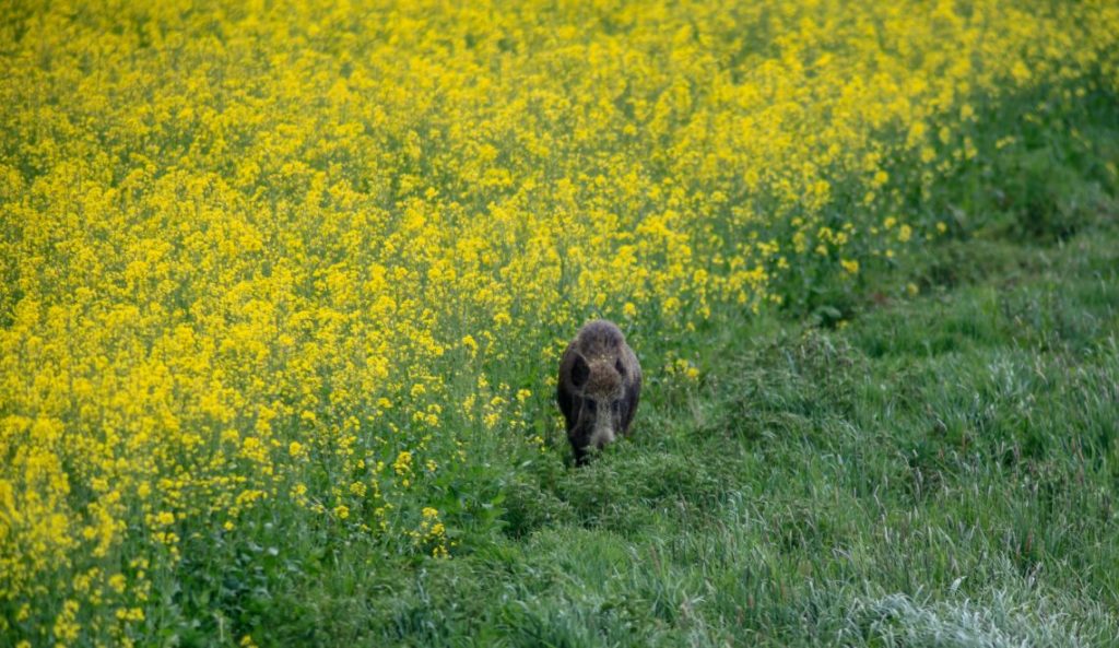 Wildschwein im Raps