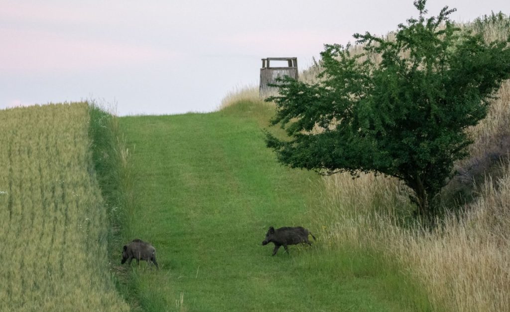 Wildschweine am Feld