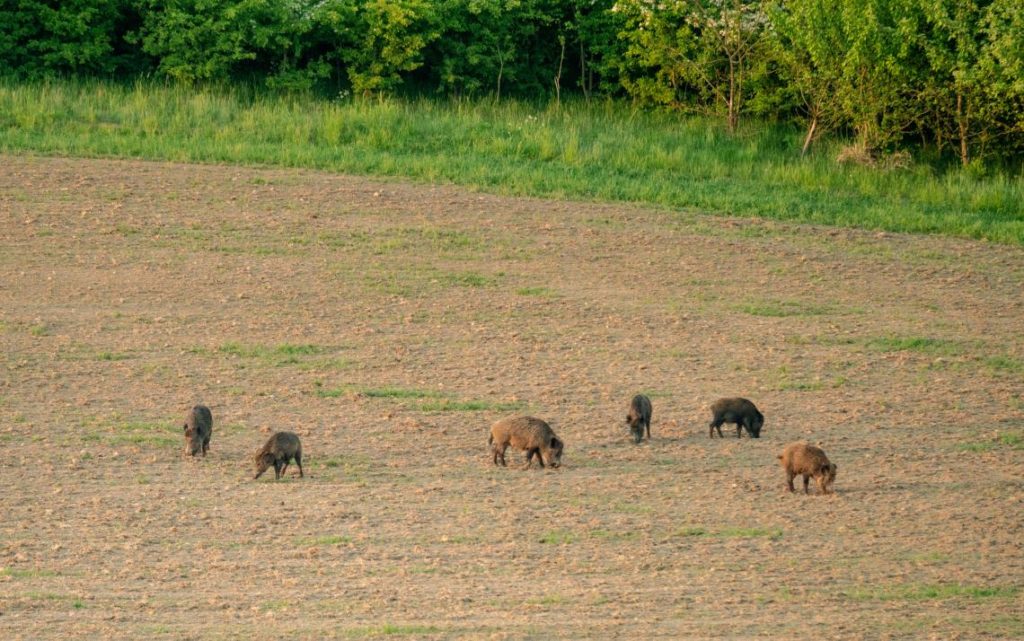 Wildschweine auf Acker