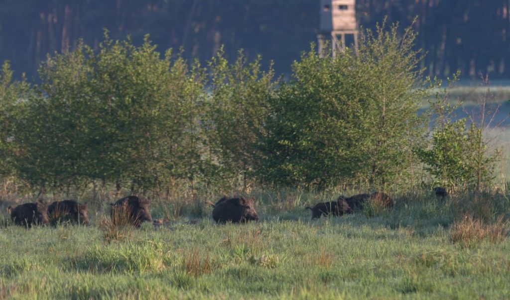 Wildschweine auf Wiese