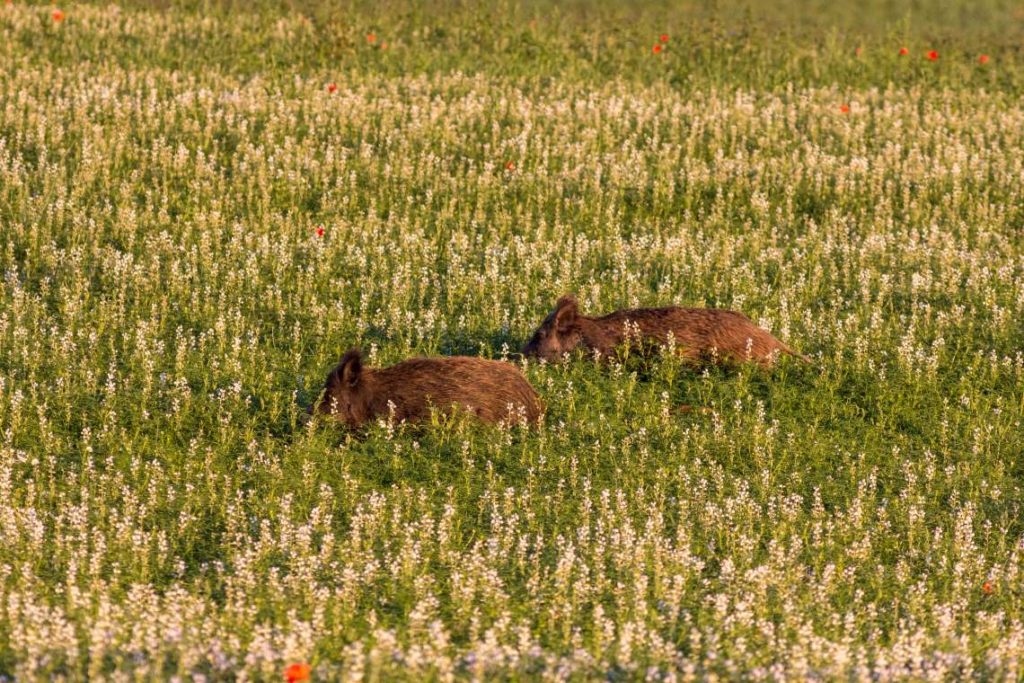 Wildschweine in Lupinen