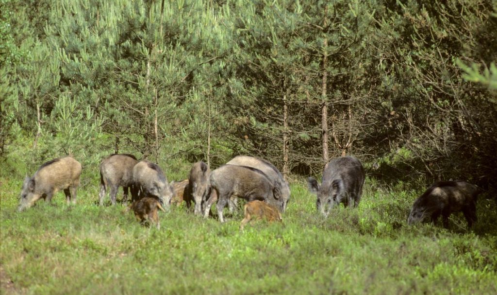 Wildschweine im Sommer