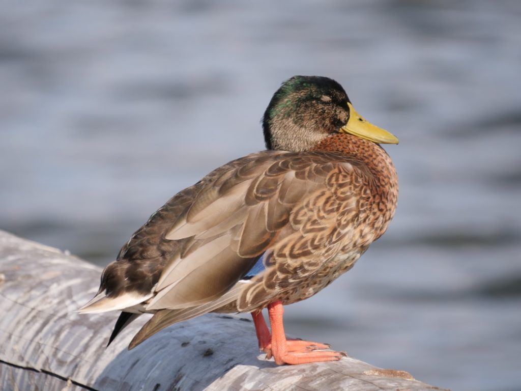 Mausernder Stockerpel (©A.Deepen-Wieczorek/piclease)