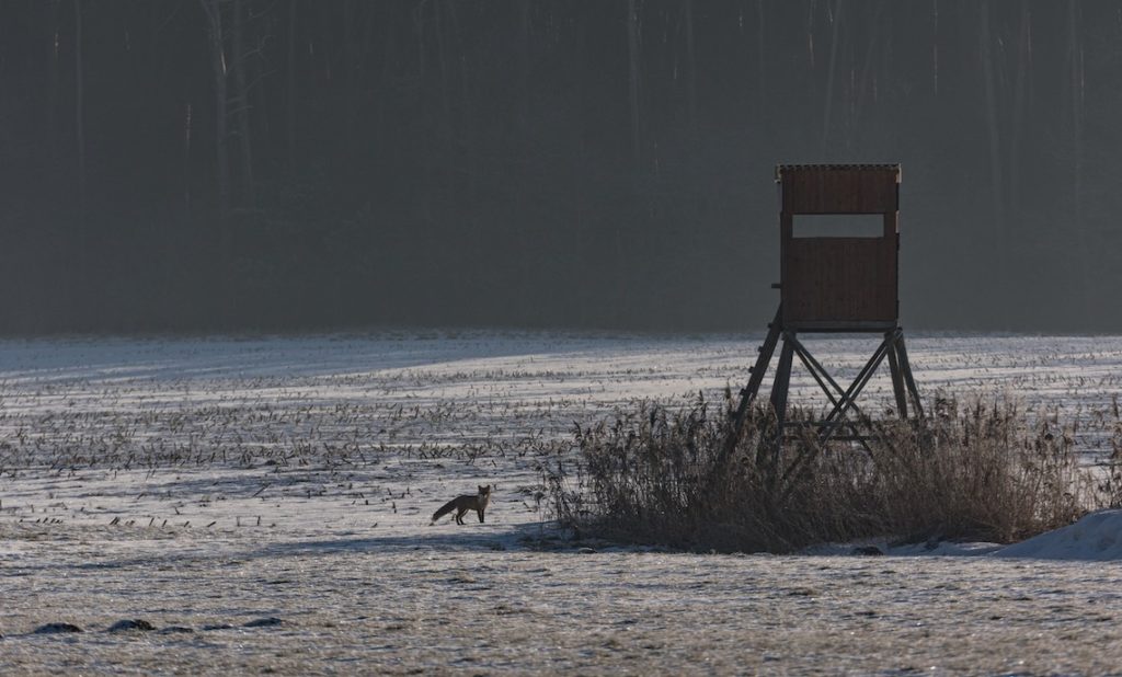 Fuchs im Schnee