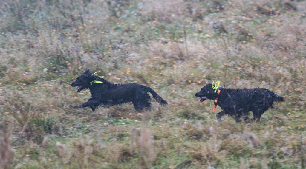 Hunde auf der Drückjagd