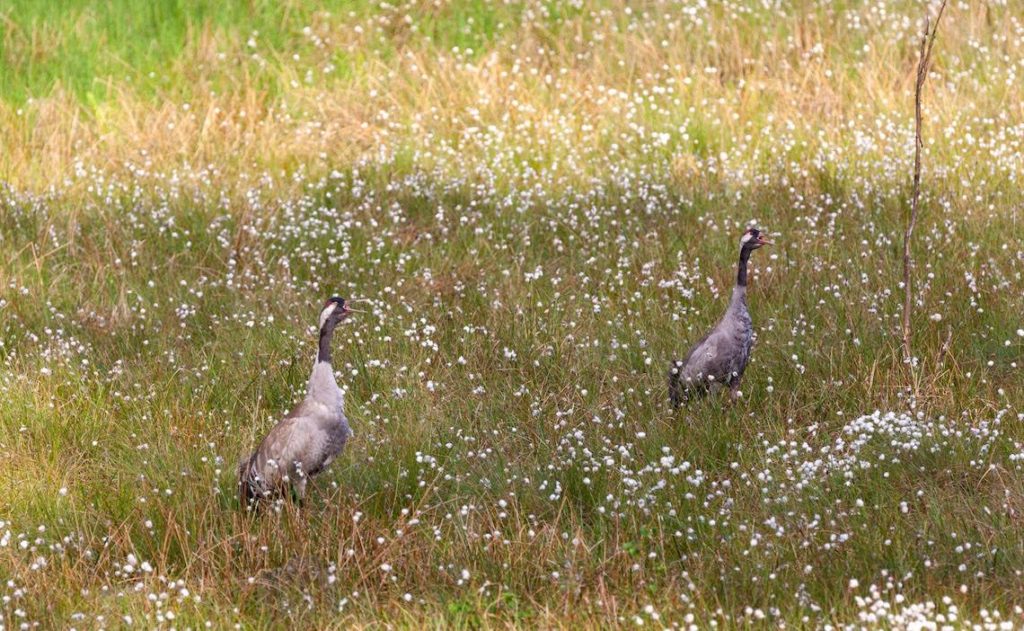 Kraniche im Sommer