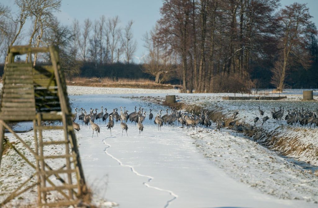 Kraniche im Winter