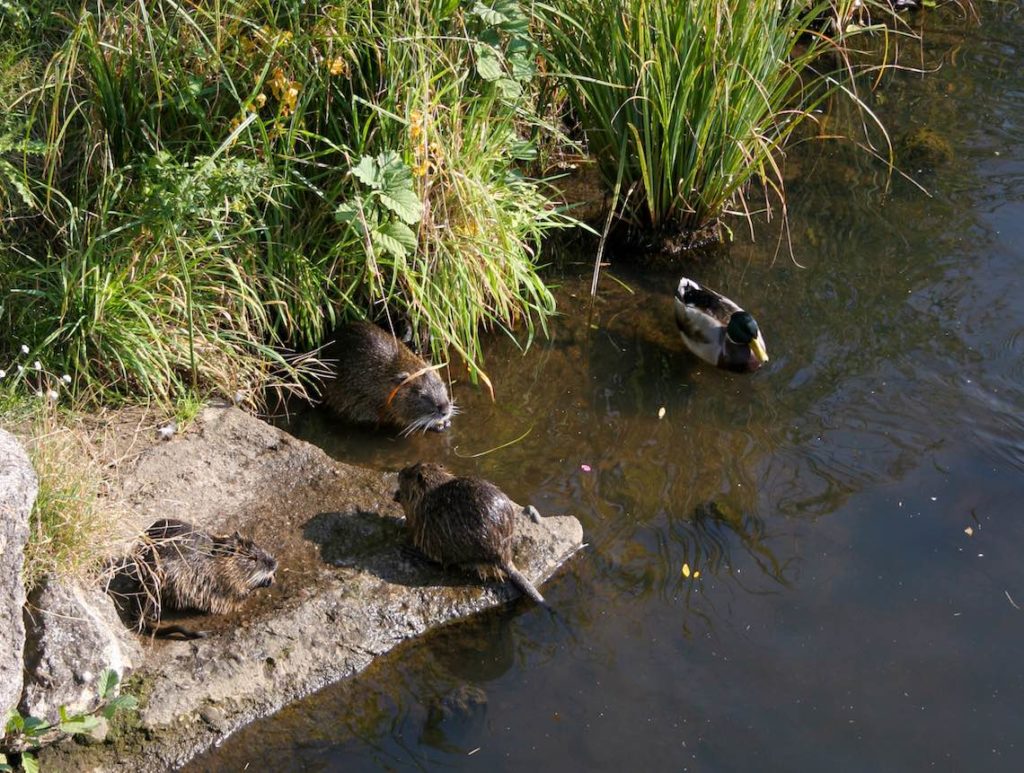 Nutria