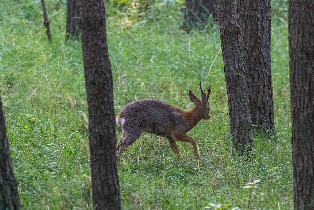 Rehbock im Haarwechsel