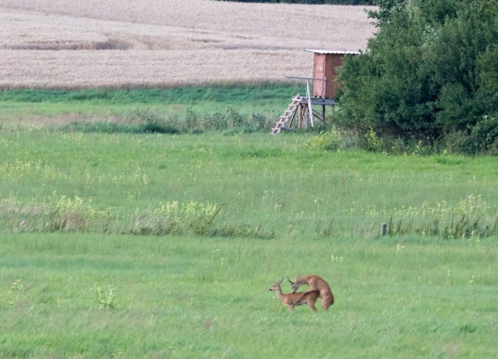 Rehbock beschlägt Geiß auf Wiese