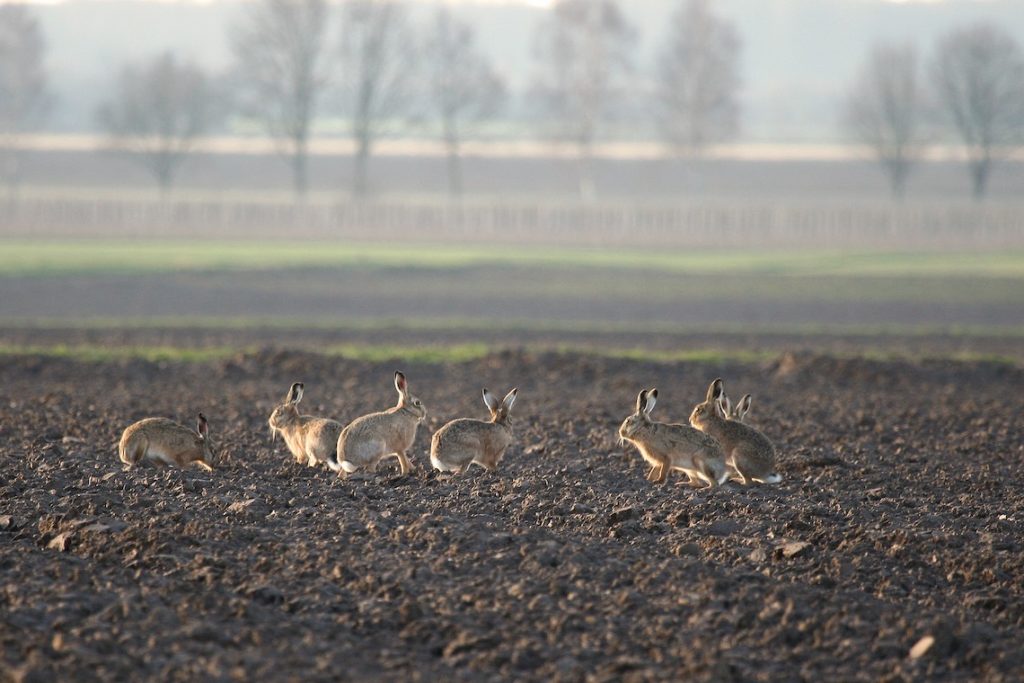 Feldhasen (©A.Brillen/piclease)