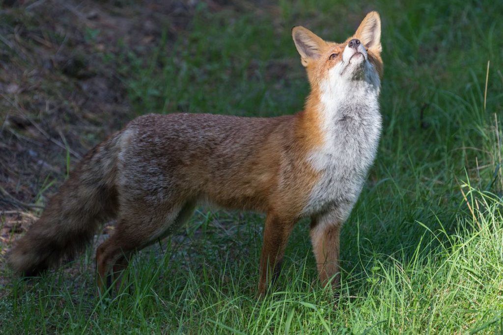 Fuchs nimmt Witterung auf