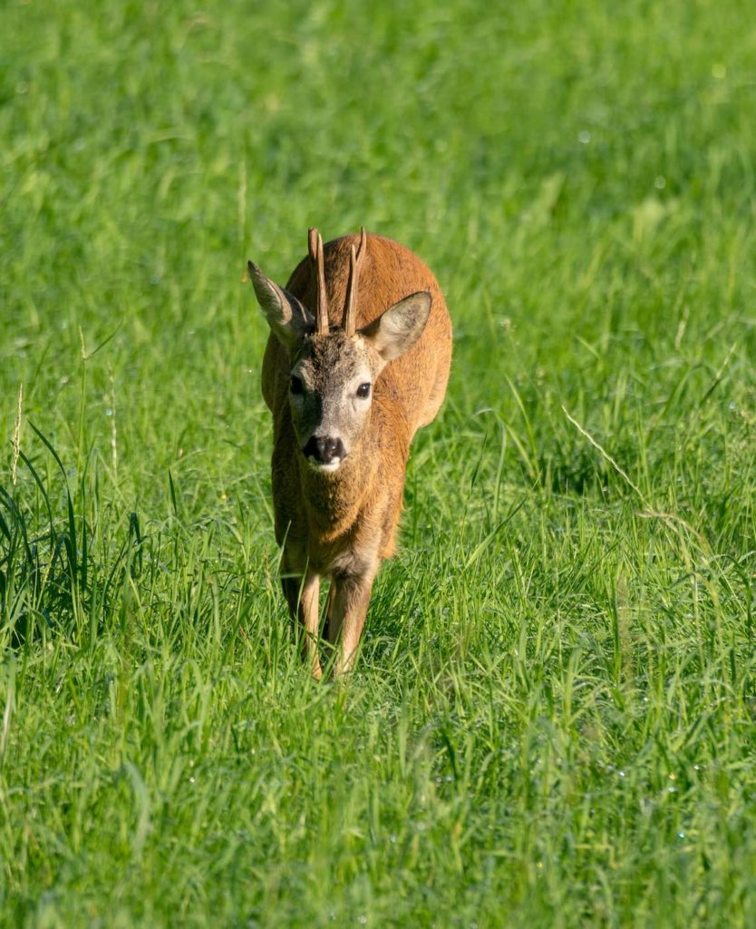 Rehbock springt