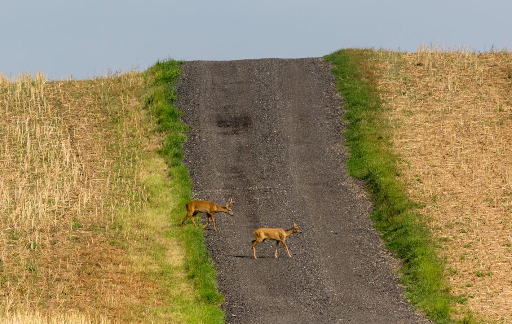 Rehe auf Schotterweg durch Stoppelfeld