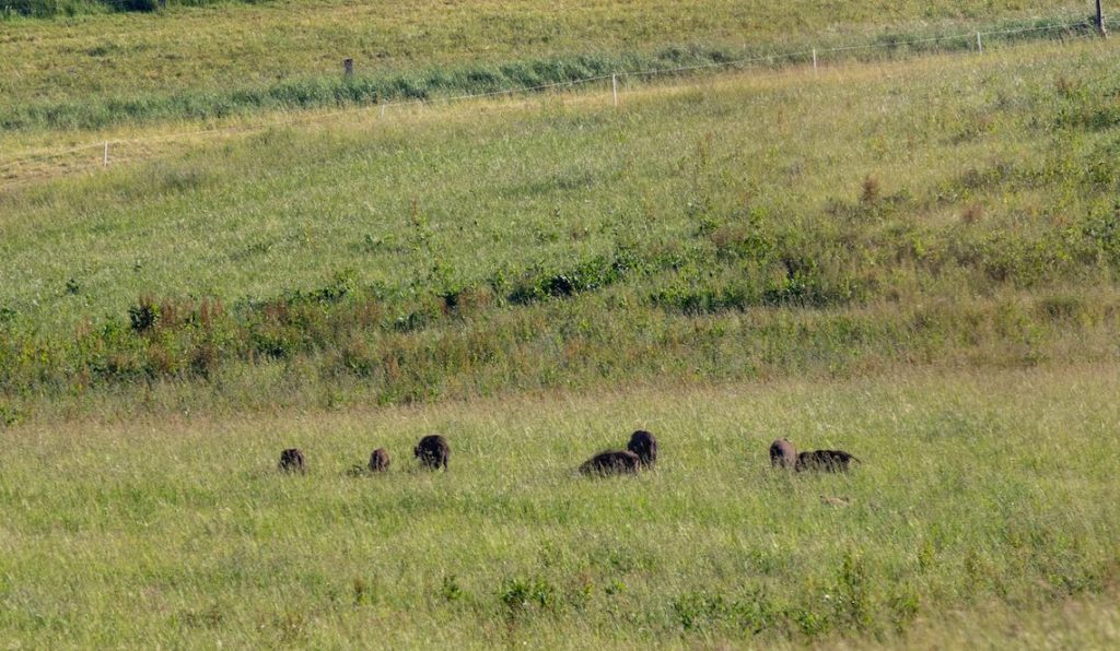 Schwarzwildrotte im Gras