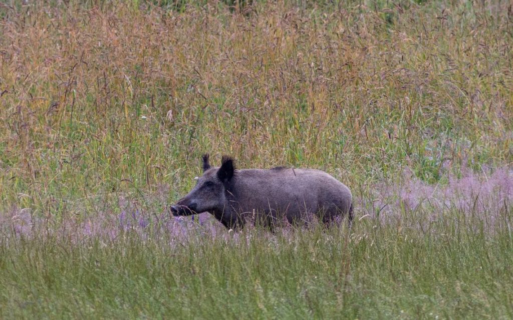 Sommerbache im hohen Gras