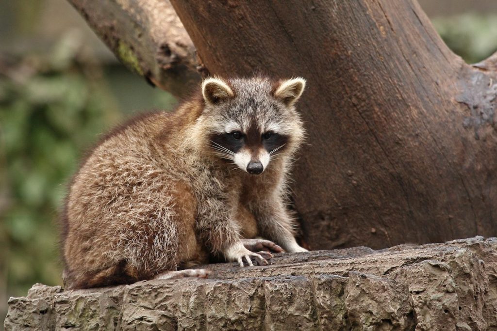 Waschbär (©A.Brillen/piclease)