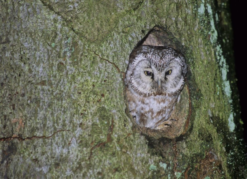 Raufußkauz (©E.Thielscher/piclease)