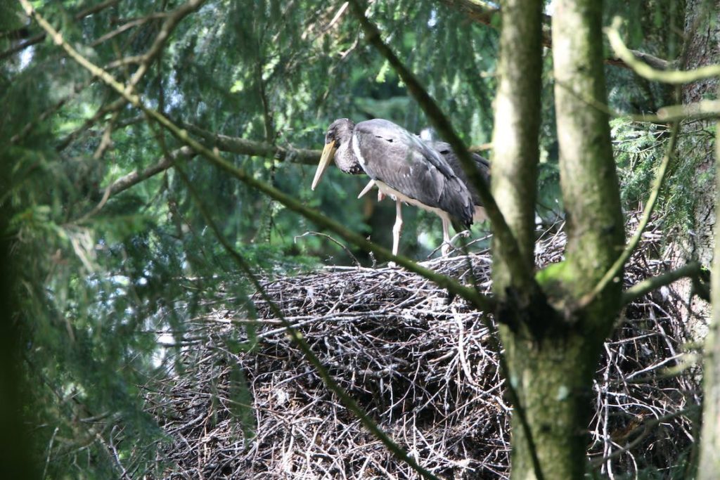 Schwarzstorch am Nest (©H.J.Fünfstück/piclease)