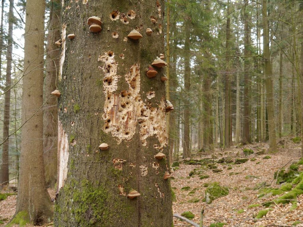 Spechtlöcher und Zunderschwämme an Buche (©K.Reitmeier_piclease)