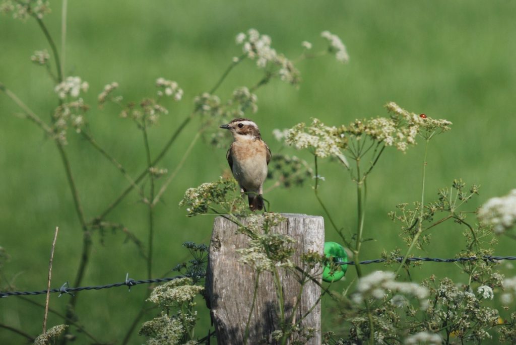 Braunkehlchen (©C.Martin/piclease)