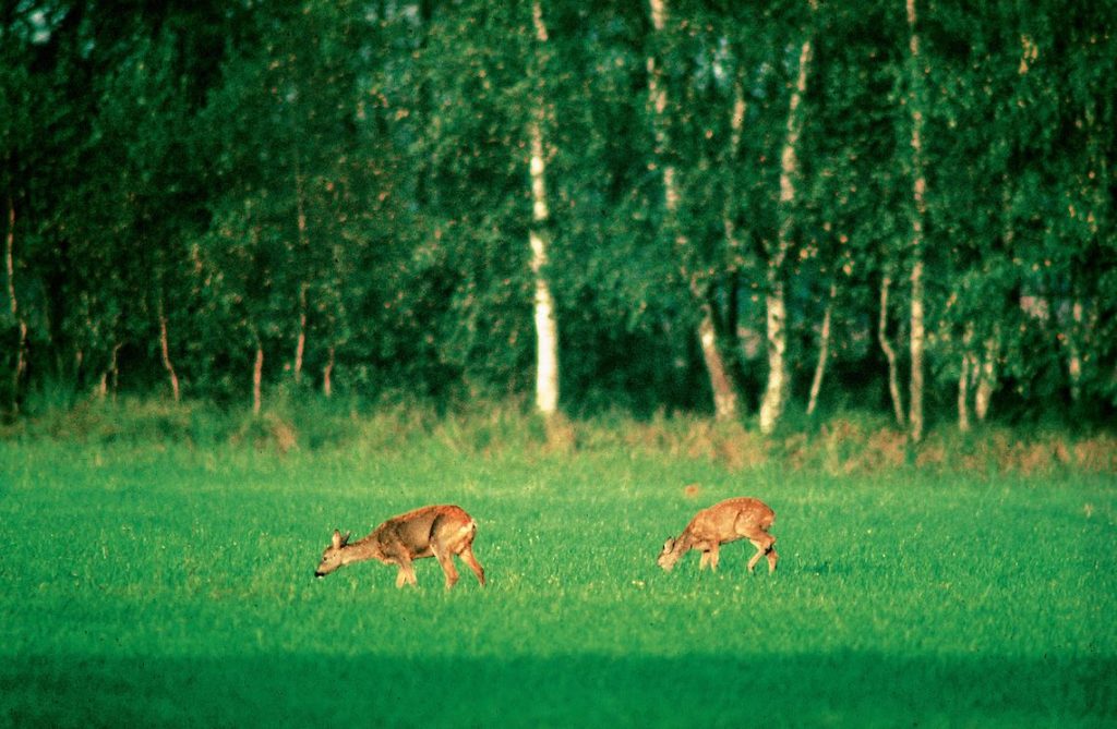 Rehe im Haarwechsel