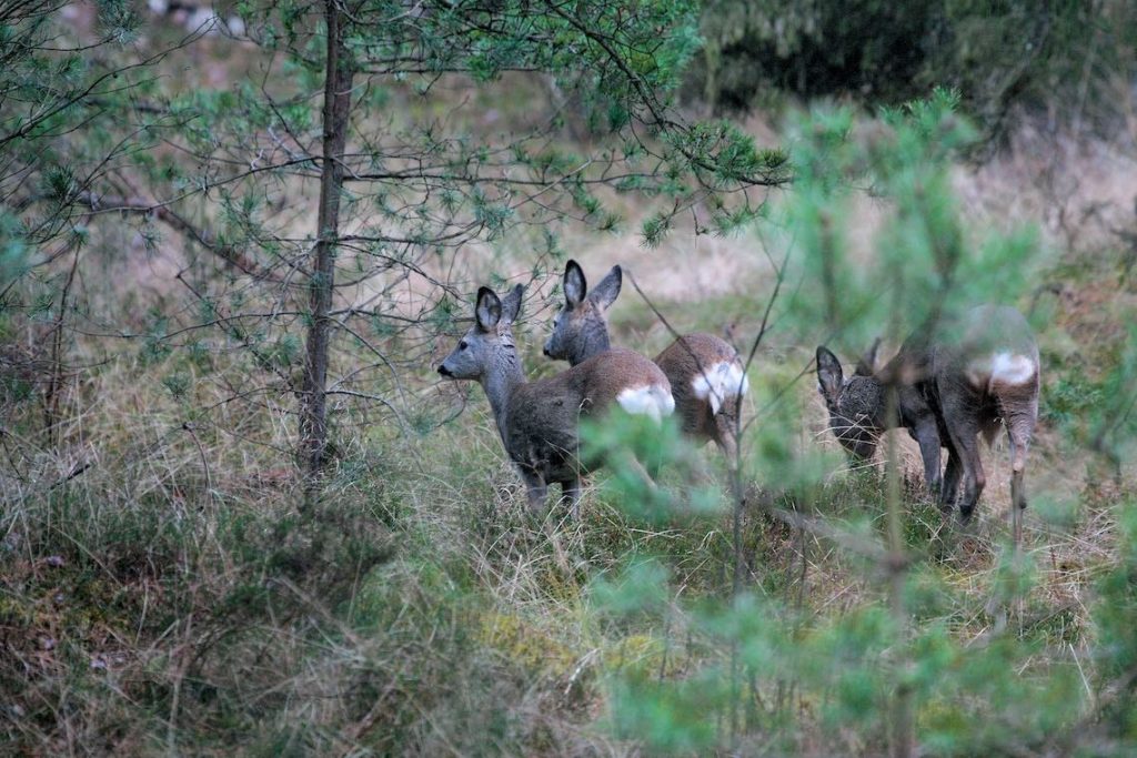 Rehe im Kiefernwald