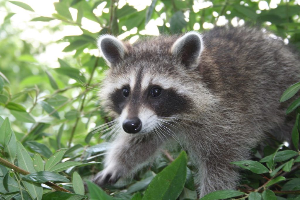 Waschbär (©W.Irsch/piclease)