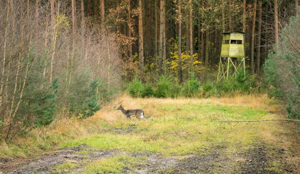 Damspießer vor Hochsitz